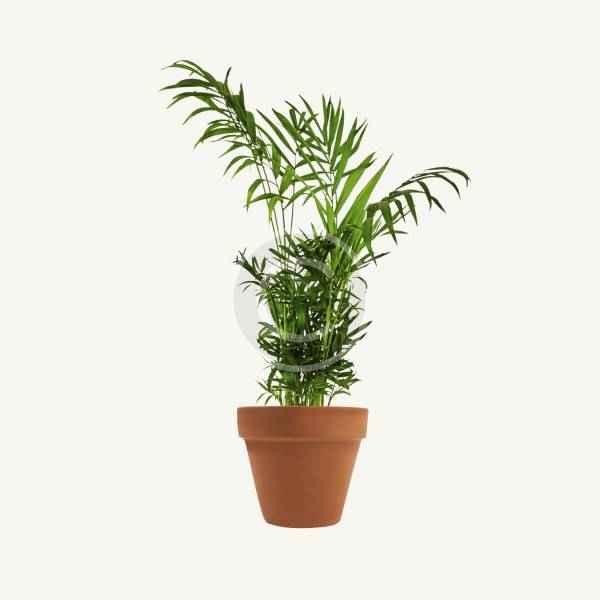 Dracaena marginata